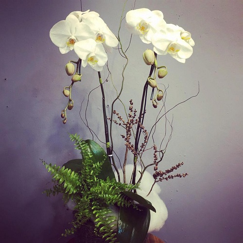 Khử m&ugrave;i h&ocirc;i bằng hoa tươi