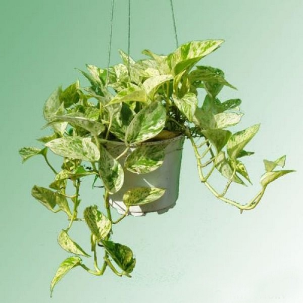 C&acirc;y Trầu B&agrave;