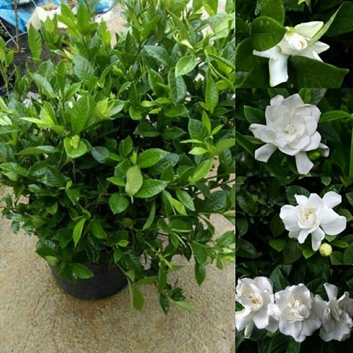 C&acirc;y Hoa D&agrave;nh D&agrave;nh