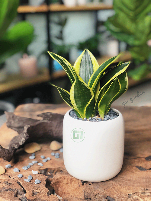 C&acirc;y Lưỡi Hổ