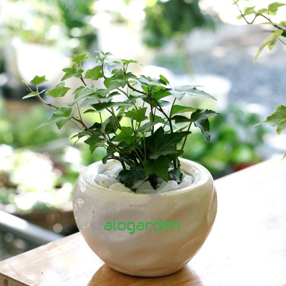 C&acirc;y Thường Xu&acirc;n