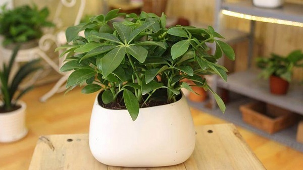 C&acirc;y Ngũ Gia B&igrave;