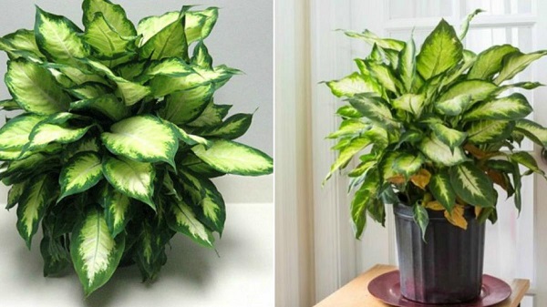 C&acirc;y Van Ni&ecirc;n Thanh