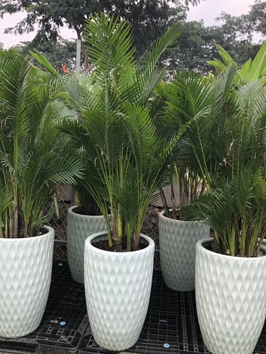 C&acirc;y Cọ Cảnh