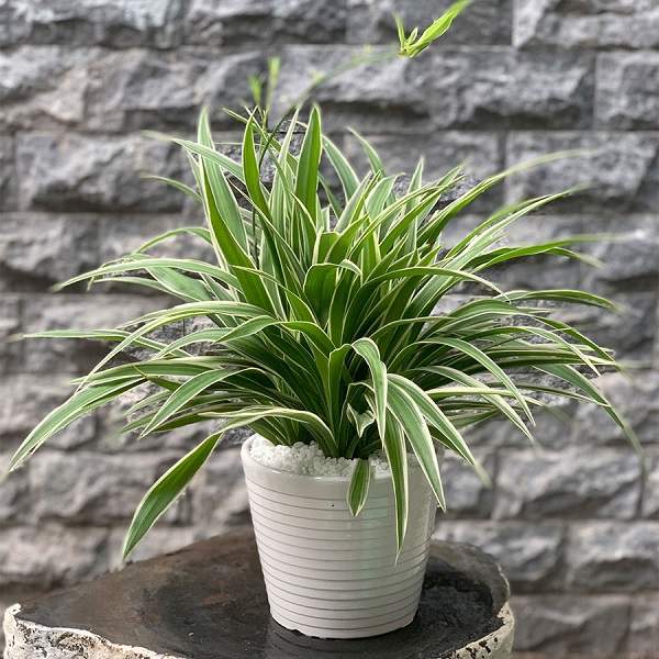 C&acirc;y D&acirc;y Nhện