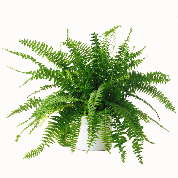 C&acirc;y Dương Xỉ